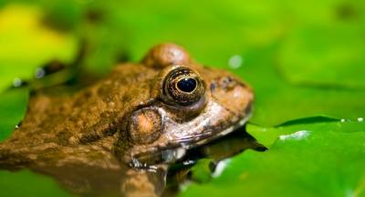 Прикрепленное изображение: 011_Blog_Pavla_Aksenova_Anekdoty_ot_Pafnutiya_Foto_Xalanx_-_Depositphotos.jpg